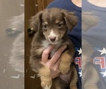 Small #8 Miniature Australian Shepherd