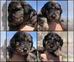 Small Photo #10 Bernedoodle Puppy For Sale in OVERLAND PARK, KS, USA