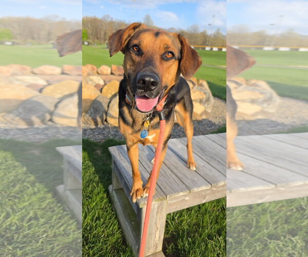 Medium Photo #2 Mutt Puppy For Sale in Rockaway, NJ, USA