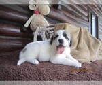 Small Photo #43 Anatolian Shepherd-Maremma Sheepdog Mix Puppy For Sale in LECANTO, FL, USA