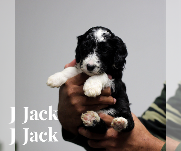Medium Photo #1 Sheepadoodle Puppy For Sale in RIVERSIDE, CA, USA