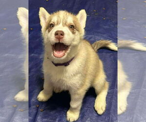 Siberian Husky Dogs for adoption in Matawan, NJ, USA