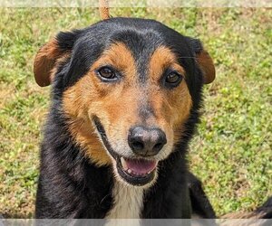 Australian Shepherd-Unknown Mix Dogs for adoption in Anniston, AL, USA