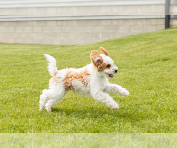 Medium Photo #7 Goldendoodle (Miniature) Puppy For Sale in WOLCOTTVILLE, IN, USA
