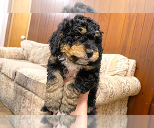 Bernedoodle (Miniature) Puppy for Sale in ROY, Utah USA