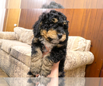 Small Bernedoodle (Miniature)