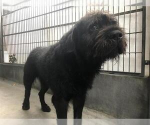 Schnauzer (Giant) Dogs for adoption in Pasadena, CA, USA