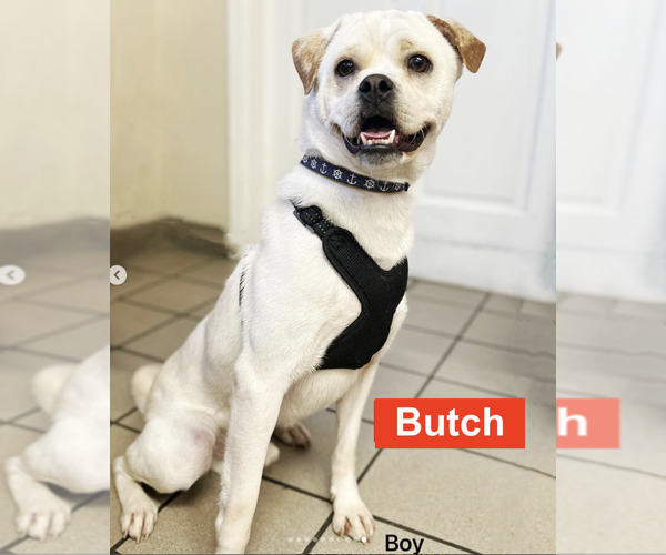 Medium Photo #4 American Bulldog-Labrador Retriever Mix Puppy For Sale in West Hollywood, CA, USA