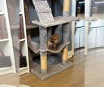 Small #3 Chiweenie