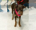 Small #8 Doberman Pinscher Mix