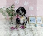Small #2 Bernedoodle (Miniature)
