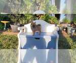 Small Photo #14 Pomeranian Puppy For Sale in STKN, CA, USA