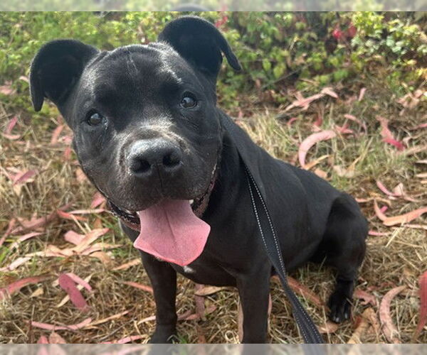 Medium Photo #2 American Pit Bull Terrier-Unknown Mix Puppy For Sale in McKinleyville, CA, USA