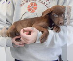 Small #1 Catahoula Leopard Dog-Labrador Retriever Mix