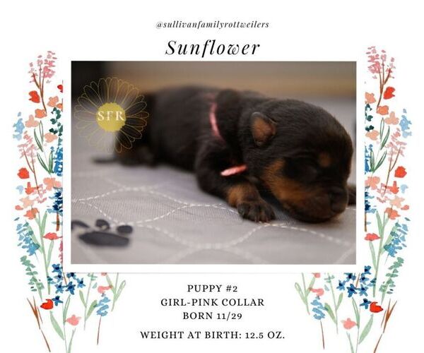 Medium Photo #8 Rottweiler Puppy For Sale in VANCOUVER, WA, USA