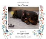 Small Photo #8 Rottweiler Puppy For Sale in VANCOUVER, WA, USA
