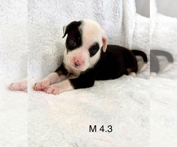 Medium Photo #2 Mutt Puppy For Sale in Royal Palm Beach, FL, USA