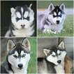 Small Photo #3 Siberian Husky Puppy For Sale in BEVERLY, OH, USA