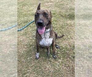 Mutt Dogs for adoption in Corpus Christi, TX, USA
