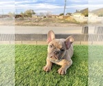 Small #1 French Bulldog