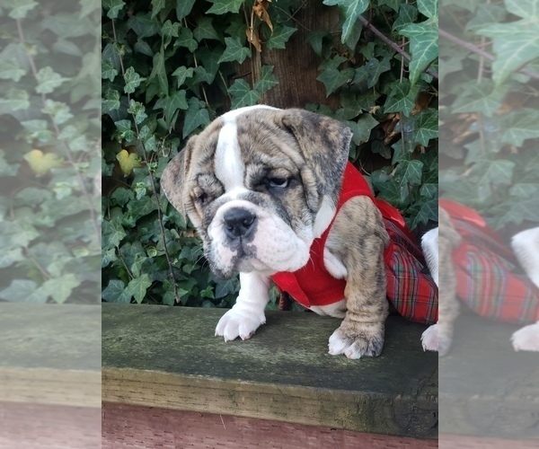 Medium Photo #4 English Bulldog Puppy For Sale in HAYWARD, CA, USA
