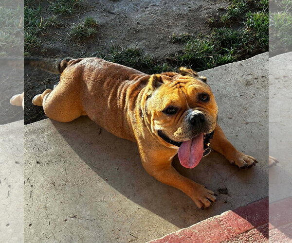 Medium Photo #4 American Staffordshire Terrier-Bulldog Mix Puppy For Sale in La Verne, CA, USA