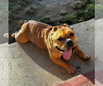 Small #3 American Staffordshire Terrier-Bulldog Mix