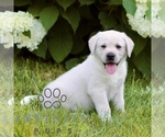 Small #4 Labrador Retriever