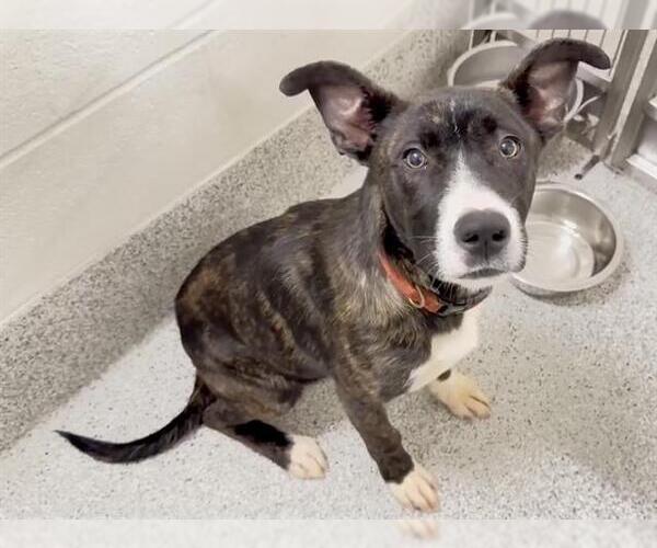 Medium Photo #2 American Pit Bull Terrier-Labrador Retriever Mix Puppy For Sale in Houston, TX, USA