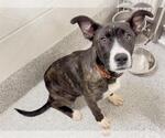 Small #1 American Pit Bull Terrier-Labrador Retriever Mix