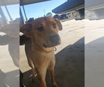 Small #2 Labrador Retriever Mix
