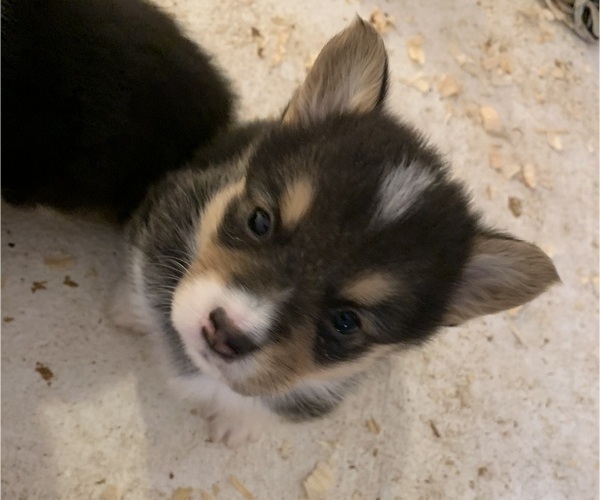 Medium Photo #16 Pembroke Welsh Corgi Puppy For Sale in BURLESON, TX, USA