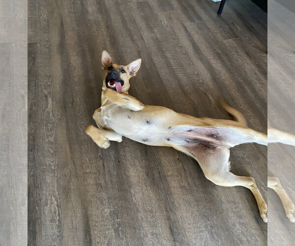 Medium Photo #3 Mutt Puppy For Sale in Chandler, AZ, USA