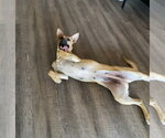 Small #2 Mutt