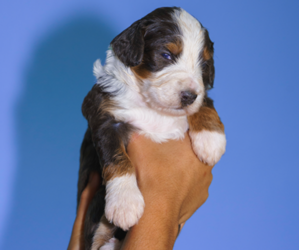 Medium Photo #3 Bernedoodle (Miniature) Puppy For Sale in ARLINGTON, TX, USA