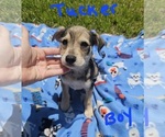 Small Photo #4 Chizer Puppy For Sale in MONTEZUMA, GA, USA