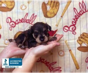 Schnauzer (Miniature) Puppy for sale in WINNSBORO, LA, USA