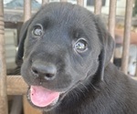 Small #15 Labrador Retriever
