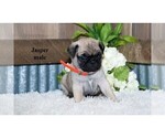 Small Photo #6 Pug Puppy For Sale in CLARE, MI, USA