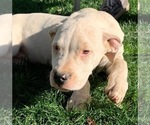 Small Photo #23 Dogo Argentino Puppy For Sale in BEAUMONT, CA, USA