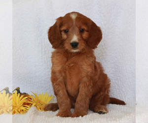 Irish Setter-Poodle (Miniature) Mix Puppy for sale in CHRISTIANA, PA, USA