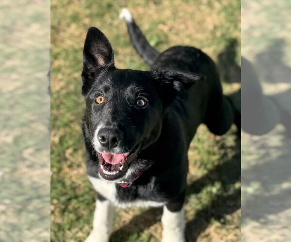 Medium Photo #2 Anatolian Shepherd-Border Collie Mix Puppy For Sale in Great Bend, KS, USA