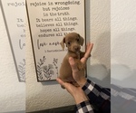 Small Photo #27 Dachshund Puppy For Sale in HONDO, TX, USA