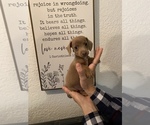 Small #26 Dachshund