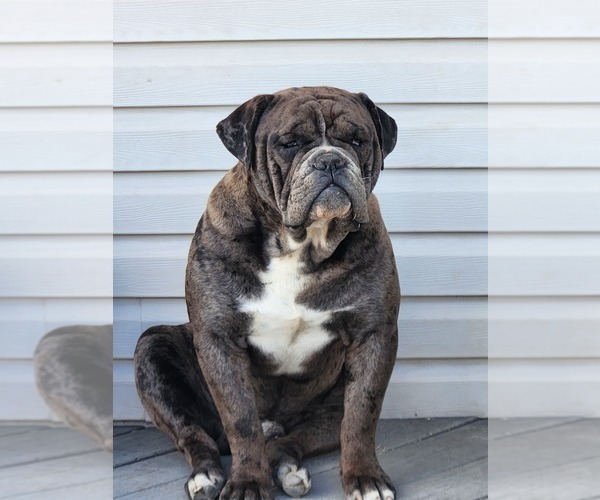 Medium Photo #1 Bulldog Puppy For Sale in FAIRFIELD, IA, USA
