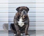 Small Photo #1 Bulldog Puppy For Sale in FAIRFIELD, IA, USA
