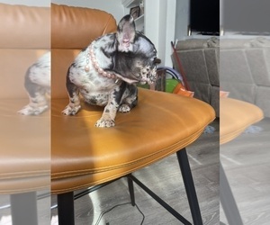 French Bulldog Puppy for sale in LOS ANGELES, CA, USA