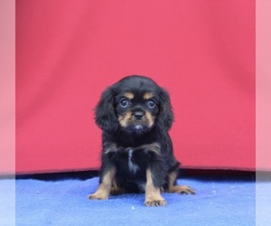 Cavalier King Charles Spaniel Dog for Adoption in MILLERSBURG, Ohio USA