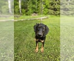 Small Photo #8 Doberman Pinscher Puppy For Sale in COTTON, MN, USA