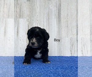 Schnoodle (Miniature) Puppy for sale in EL CAMPO, TX, USA